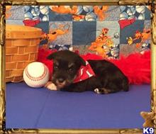 miniature schnauzer puppy posted by little paws kennel